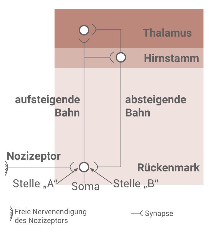 Schematische Darstellung von Nozizeptor, Soma, Rückenmark, aufsteigenden/absteigenden Bahnen, Hirnstamm und Thalamus